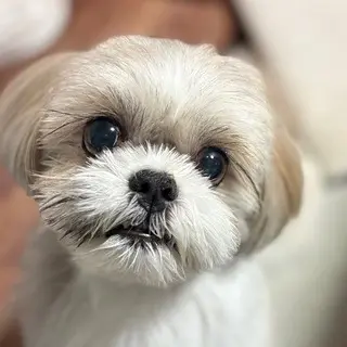 岡田　うめ